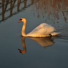 Höckerschwan im Morgenlicht