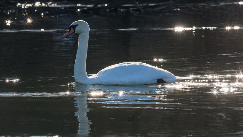 Höckerschwan im Morgenlicht