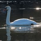 Höckerschwan im Morgenlicht