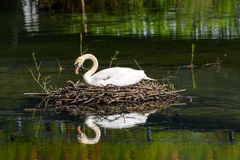 Höckerschwan im Nest