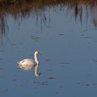 Höckerschwan im NSG Am Tibaum in den Lippeauen zwischen Hamm und Werne