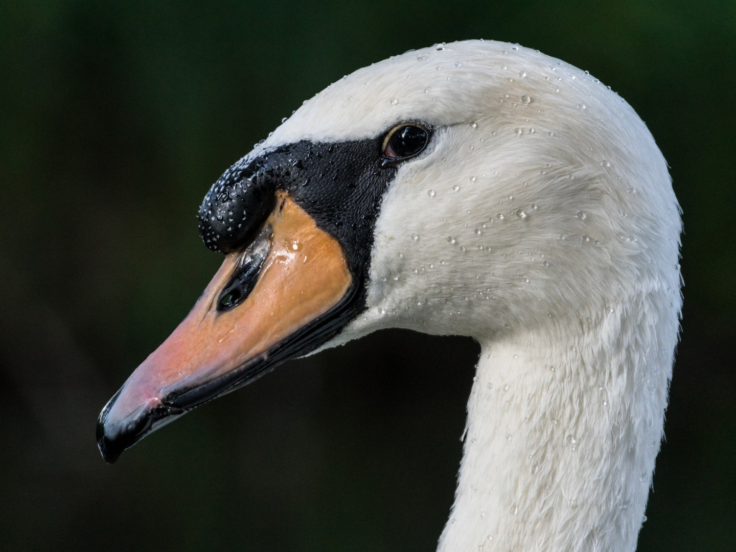 Höckerschwan im Portrait