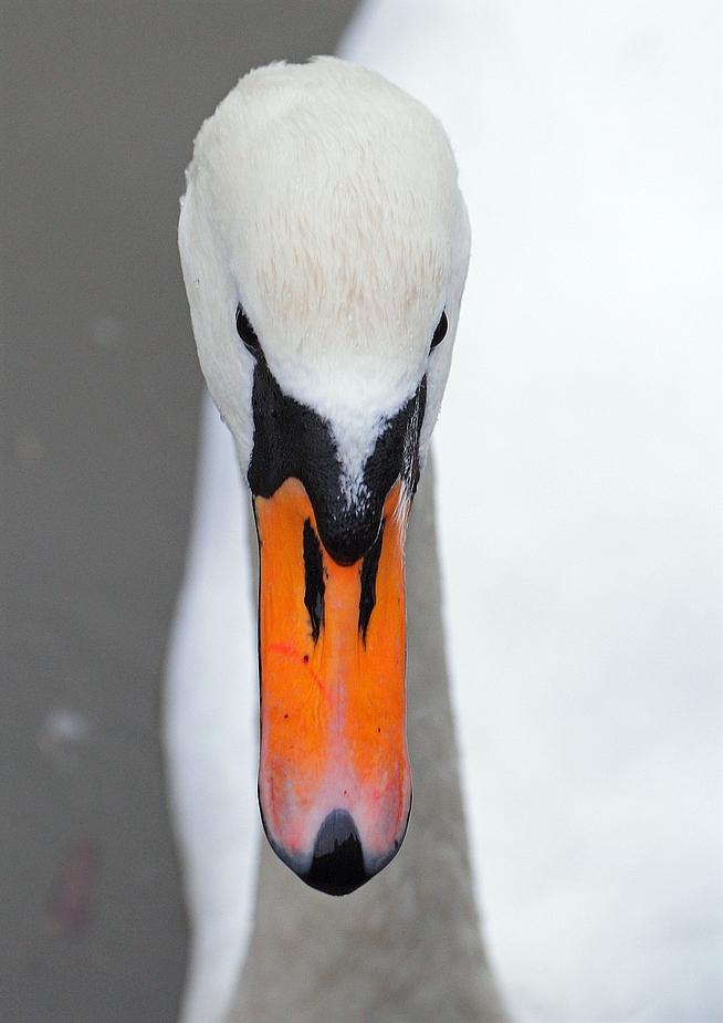 Höckerschwan im Profil