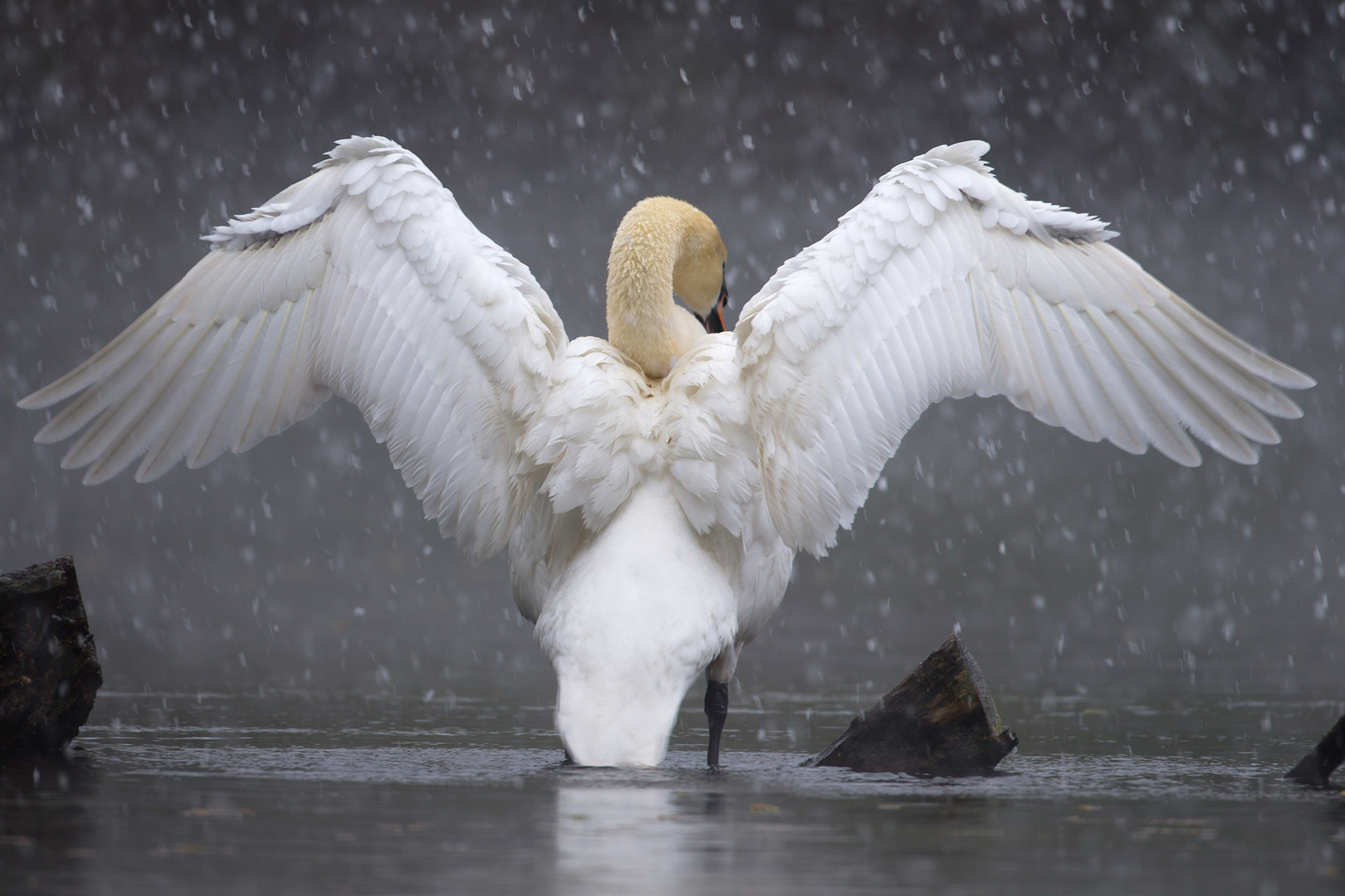 Höckerschwan im Schneeschauer