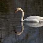 Höckerschwan im Spiegel