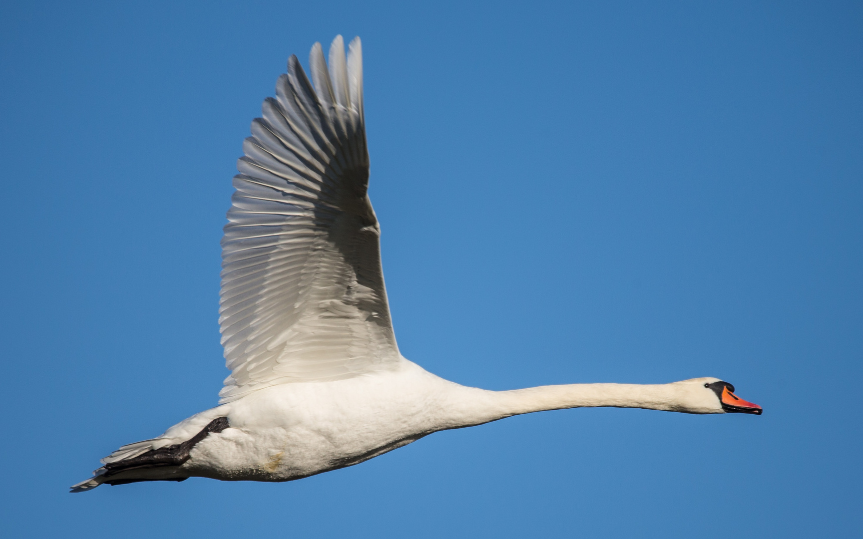 Höckerschwan im Überflug