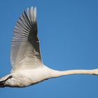 Höckerschwan im Überflug