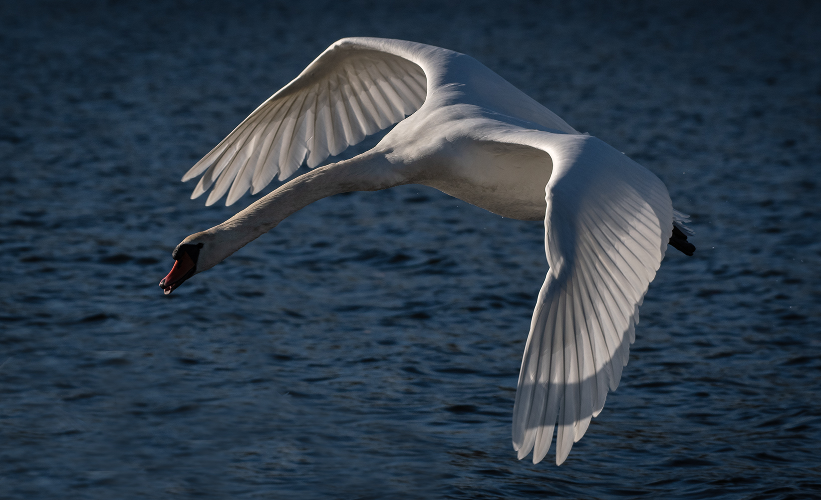 Höckerschwan im Vorbeiflug   . . .