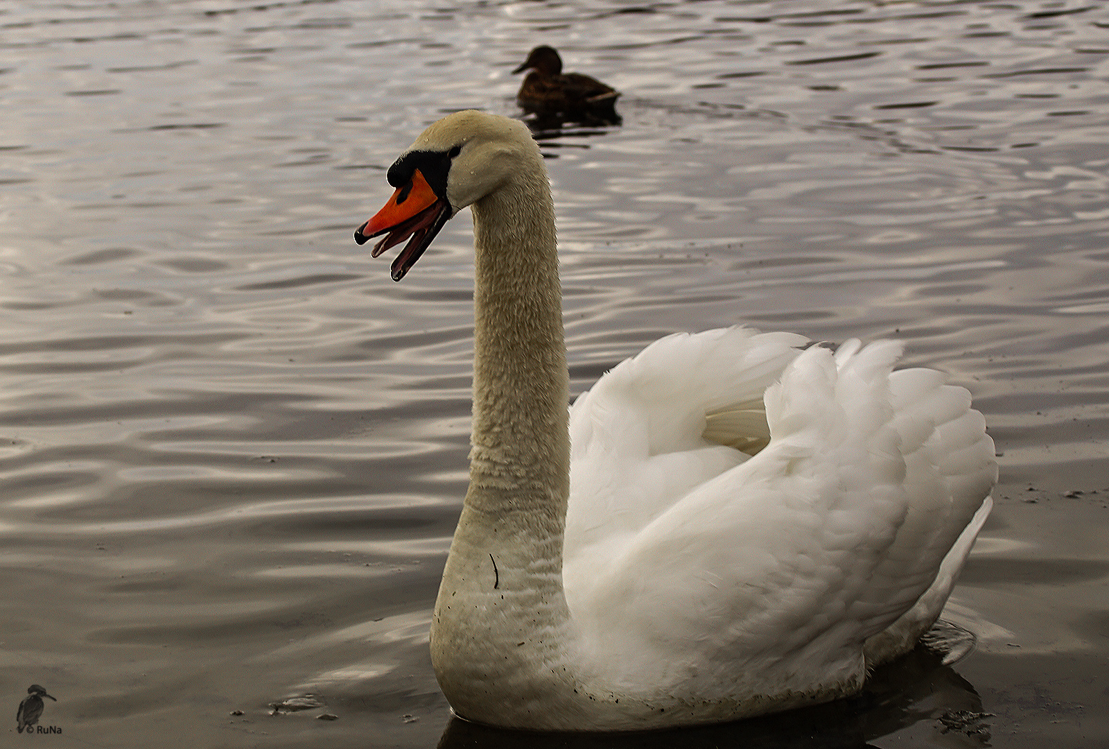 Höckerschwan in Abwehrstimmung