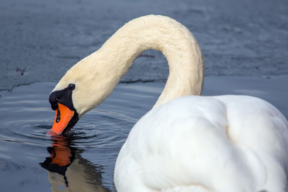 Höckerschwan in der Nähe von Gernsheim.