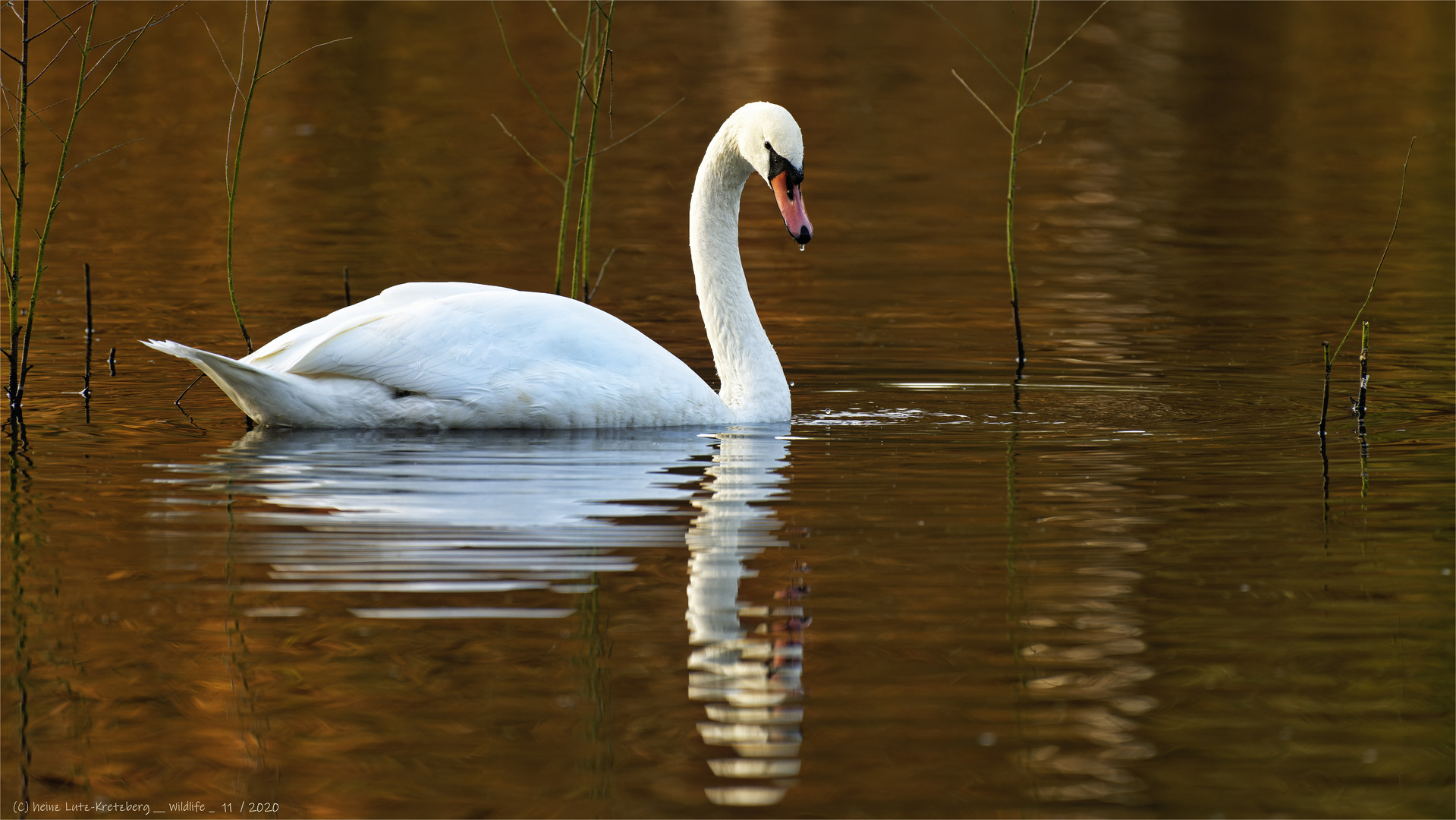 Höckerschwan in Goldwasser 