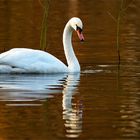 Höckerschwan in Goldwasser 