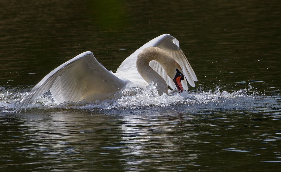 Höckerschwan in Kampflaune