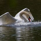 Höckerschwan in Kampflaune