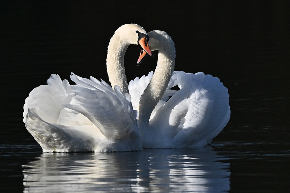 Höckerschwan in Paarungsstimmung