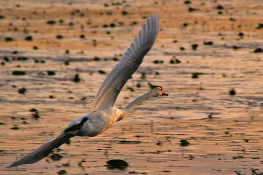 Höckerschwan in Schieflage