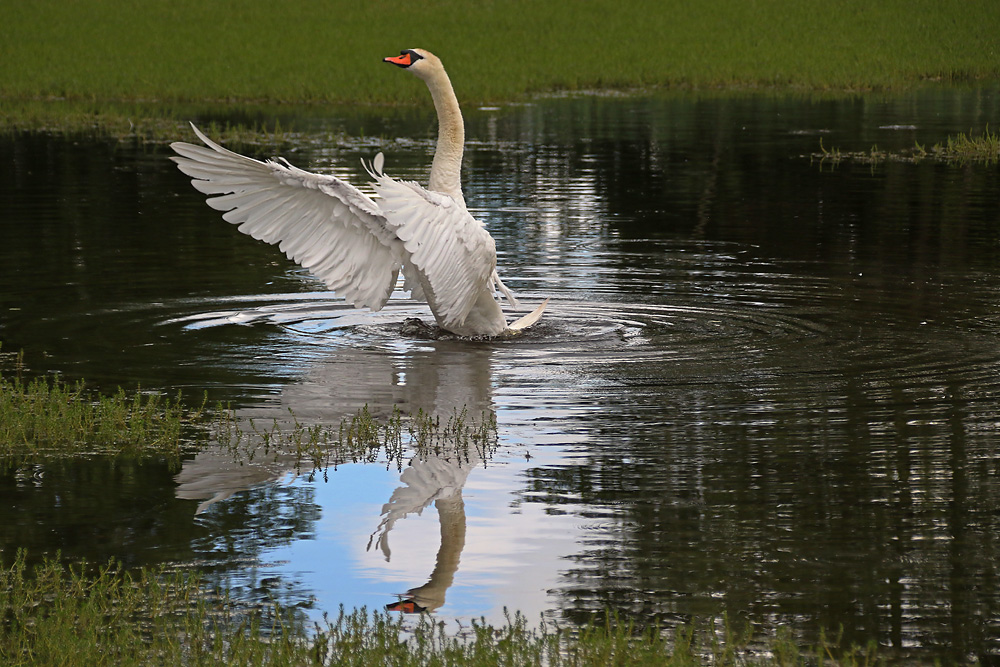 Höckerschwan in voller Pracht