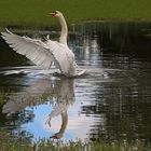 Höckerschwan in voller Pracht