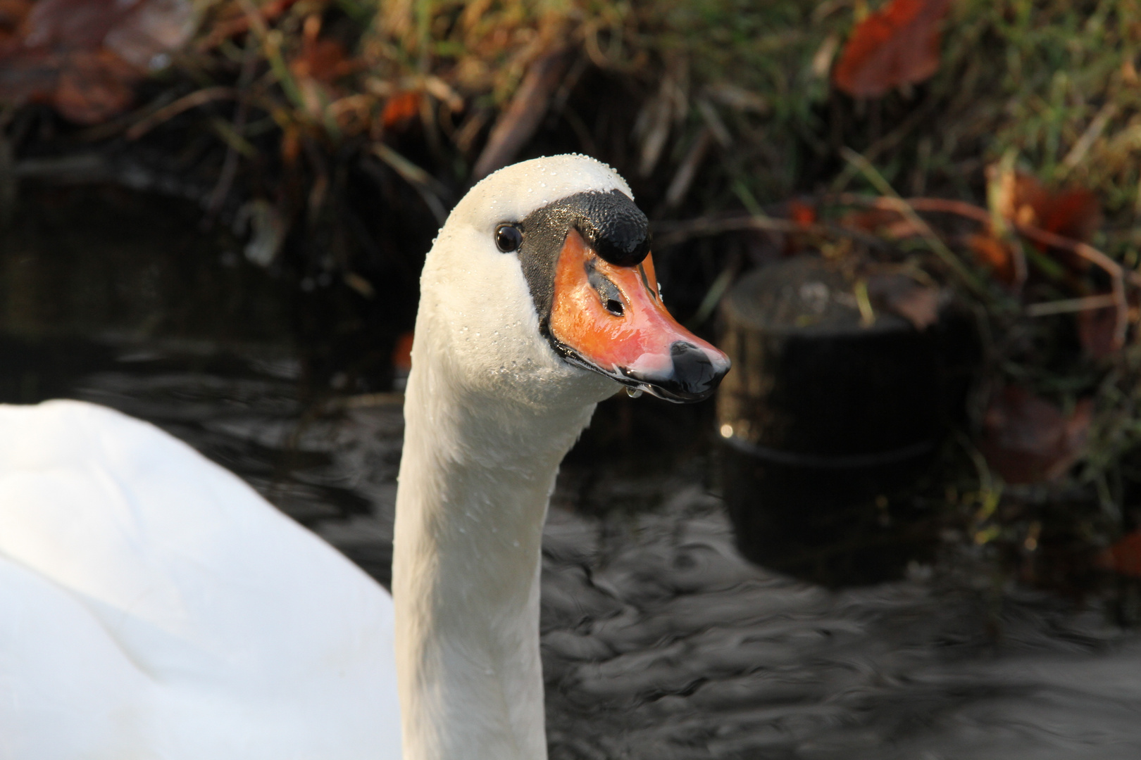 Höckerschwan in Wörlitz