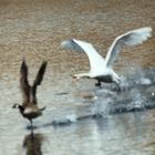 Höckerschwan jagt Kanadagans