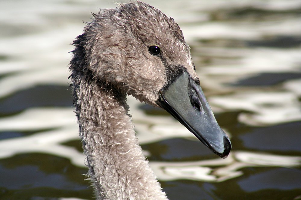 Höckerschwan Jungvogel