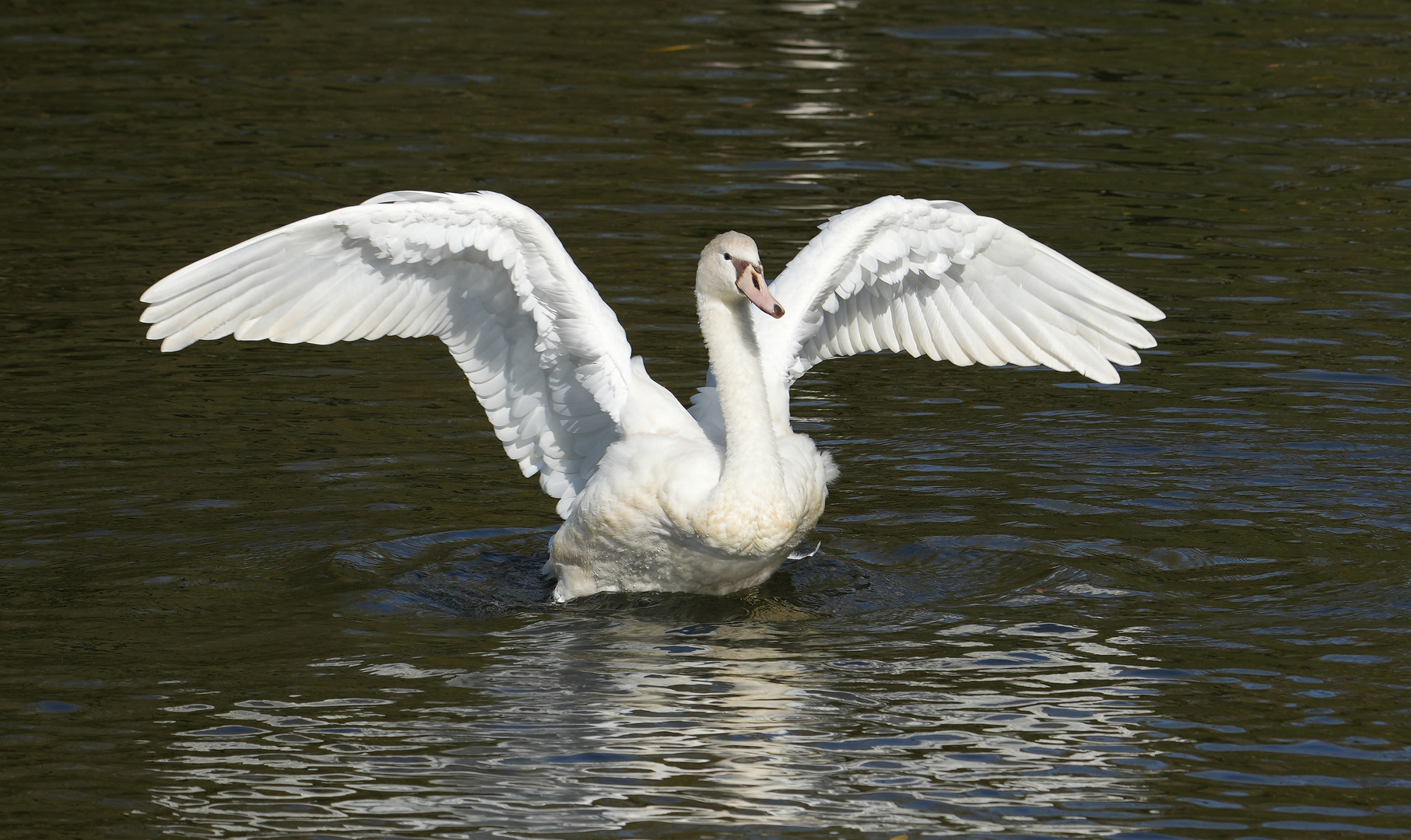 Höckerschwan, juv., weiße Farbmorphe, Cygnus olor immutabilis 