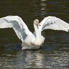 Höckerschwan, juv., weiße Farbmorphe, Cygnus olor immutabilis 