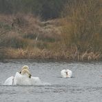 Höckerschwan: Kein Geplänkel, richtiger Kampf 01