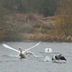 Höckerschwan: Kein Geplänkel, richtiger Kampf 02