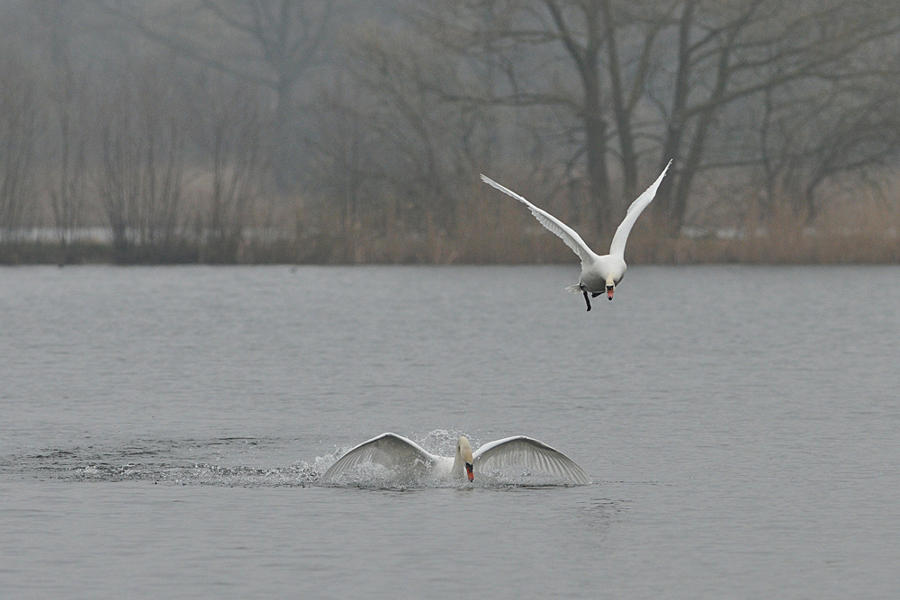 Höckerschwan: Kein Geplänkel, richtiger Kampf 06