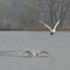 Höckerschwan: Kein Geplänkel, richtiger Kampf 06