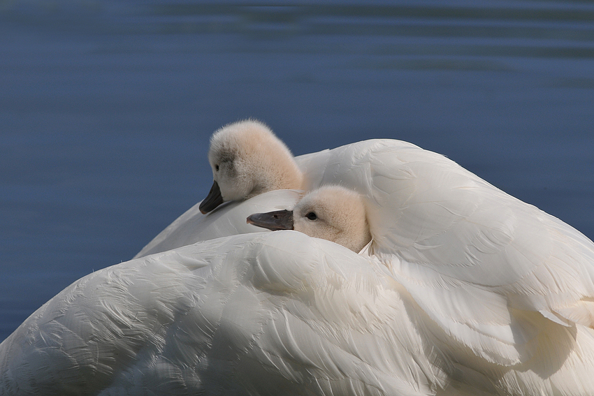 Höckerschwan-Kinderwiege