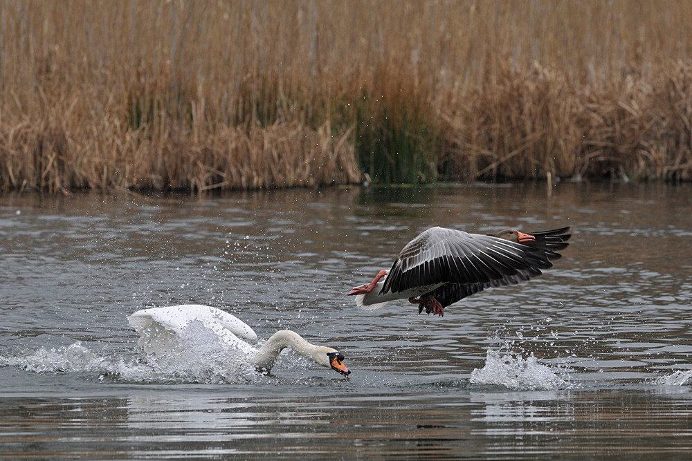 Höckerschwan – Kloppe für die Graugans 01