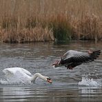 Höckerschwan – Kloppe für die Graugans 01