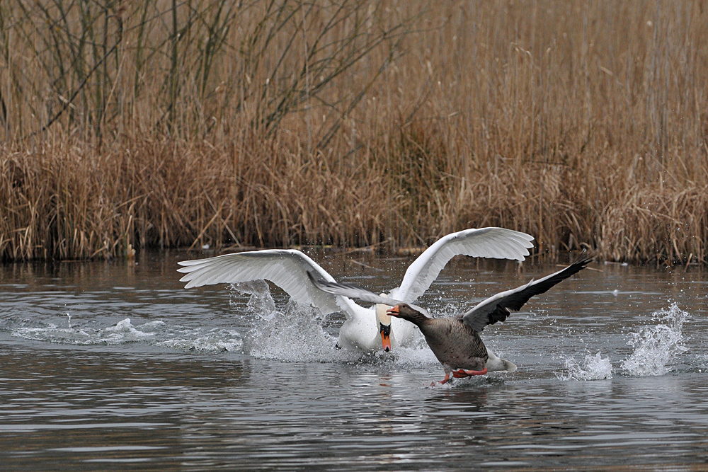 Höckerschwan – Kloppe für die Graugans 02