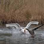 Höckerschwan – Kloppe für die Graugans 02