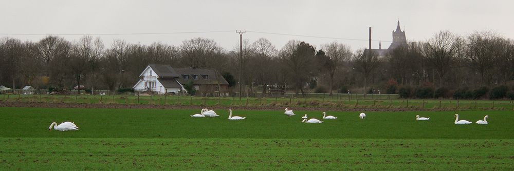 Höckerschwan-Kolonie