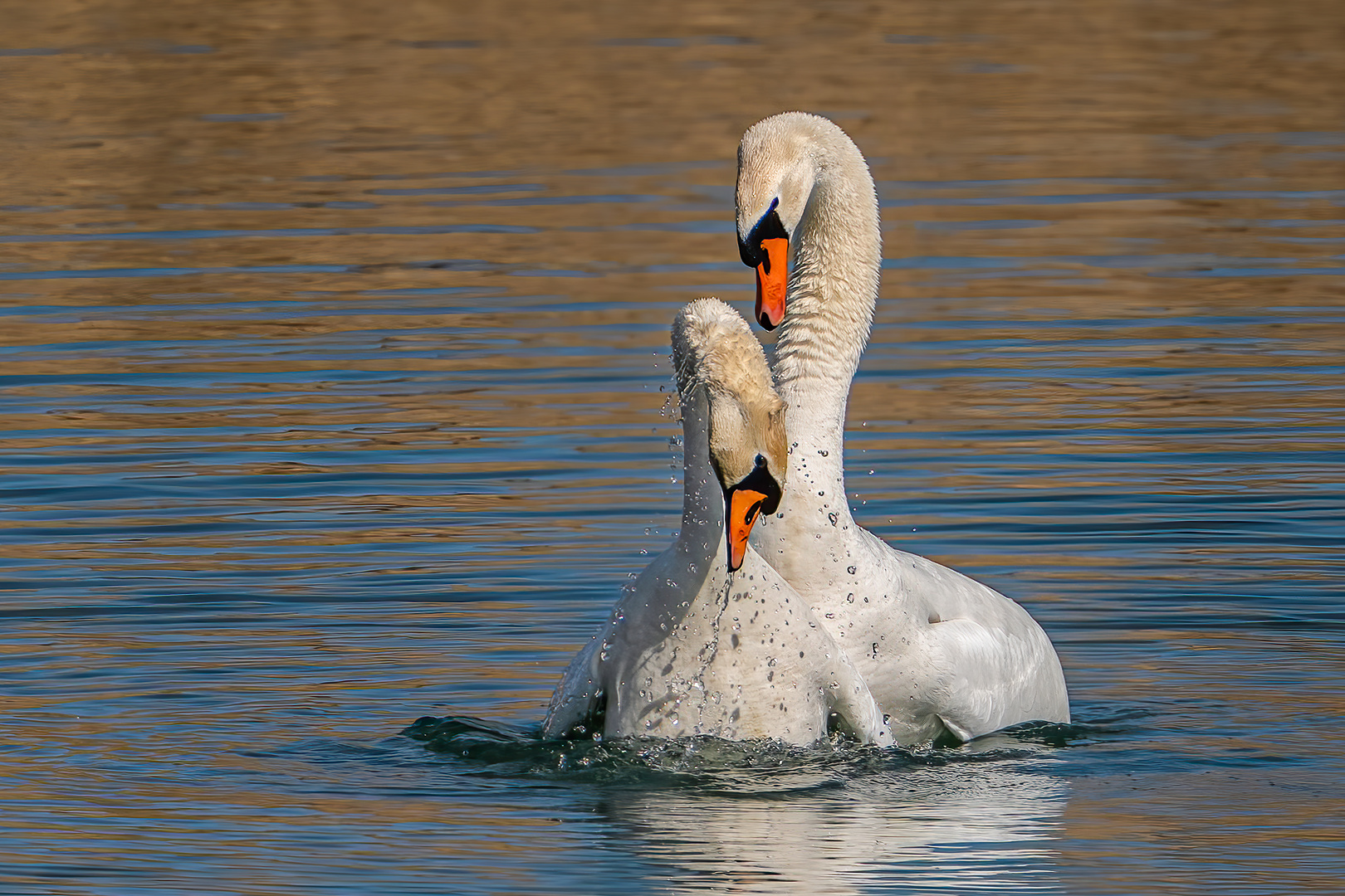 Höckerschwan Kopula