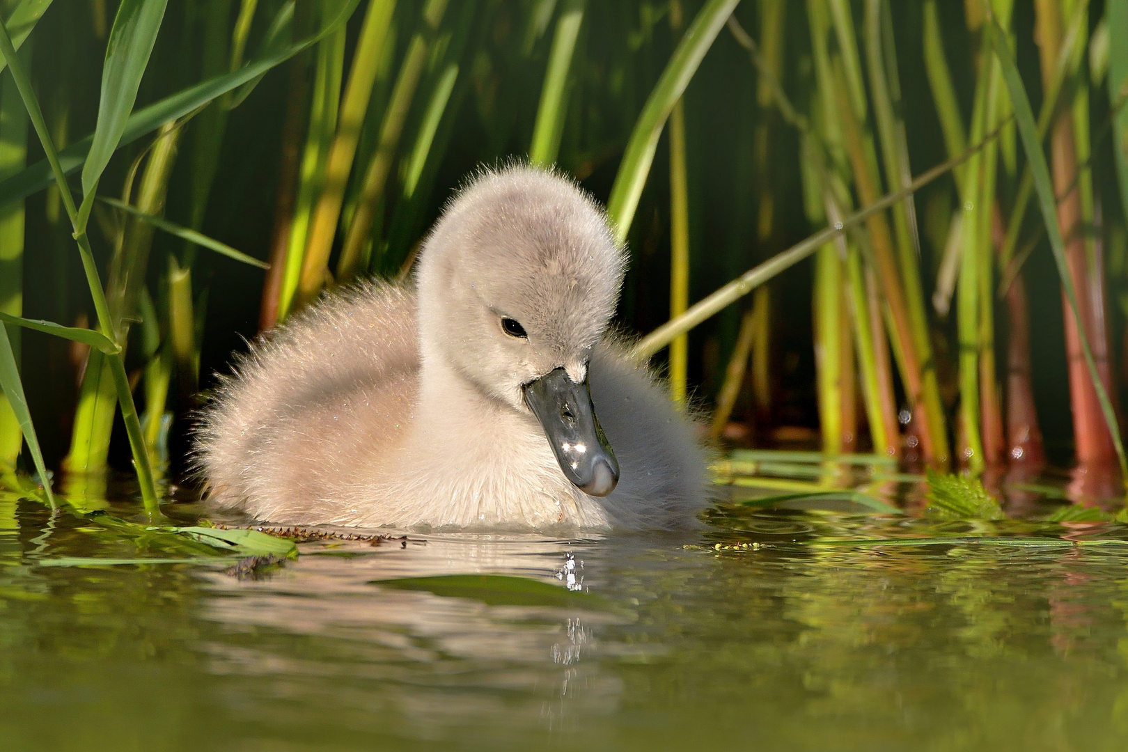 Höckerschwan Küken