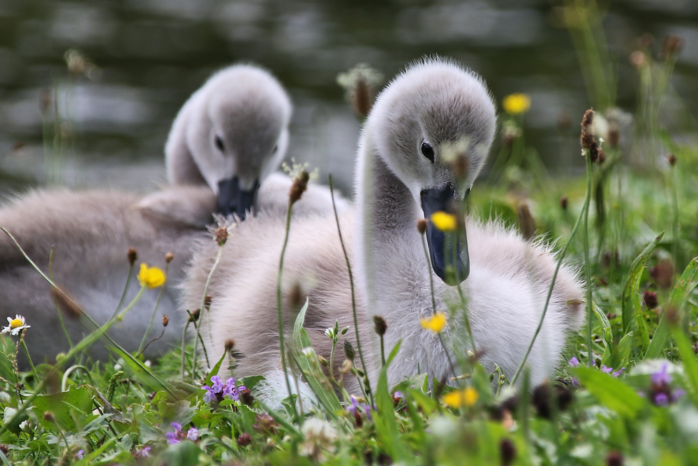 Höckerschwan-Küken auf der Wiese