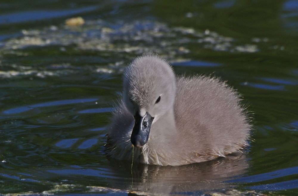 Höckerschwan Küken