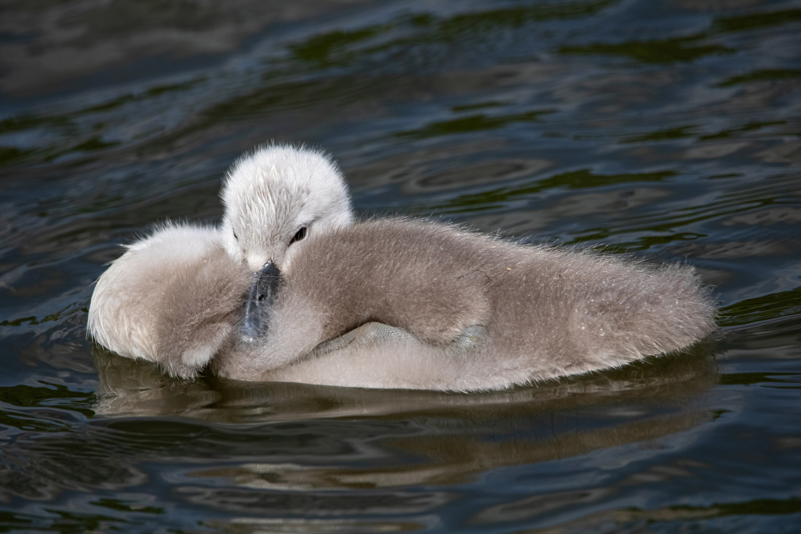 Höckerschwan Küken