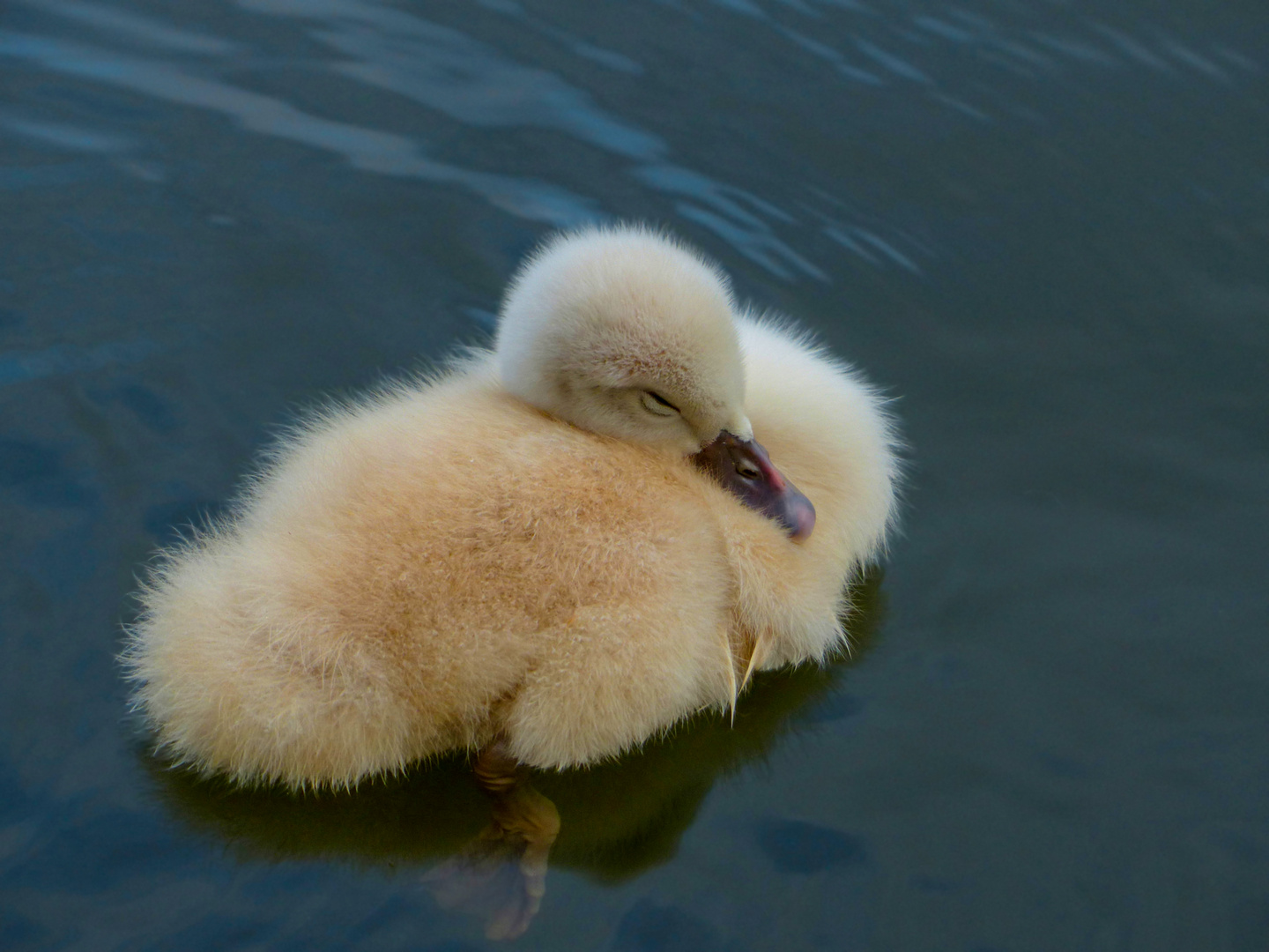 Höckerschwan - Küken im Schlaf