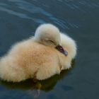 Höckerschwan - Küken im Schlaf