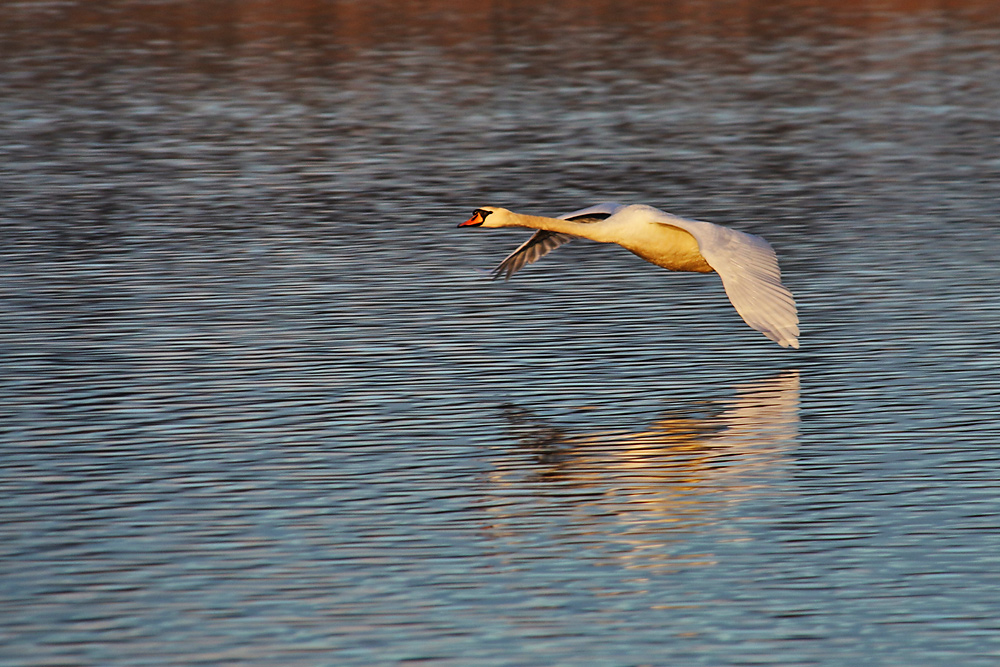 Höckerschwan kurz nach dem Wasserstart