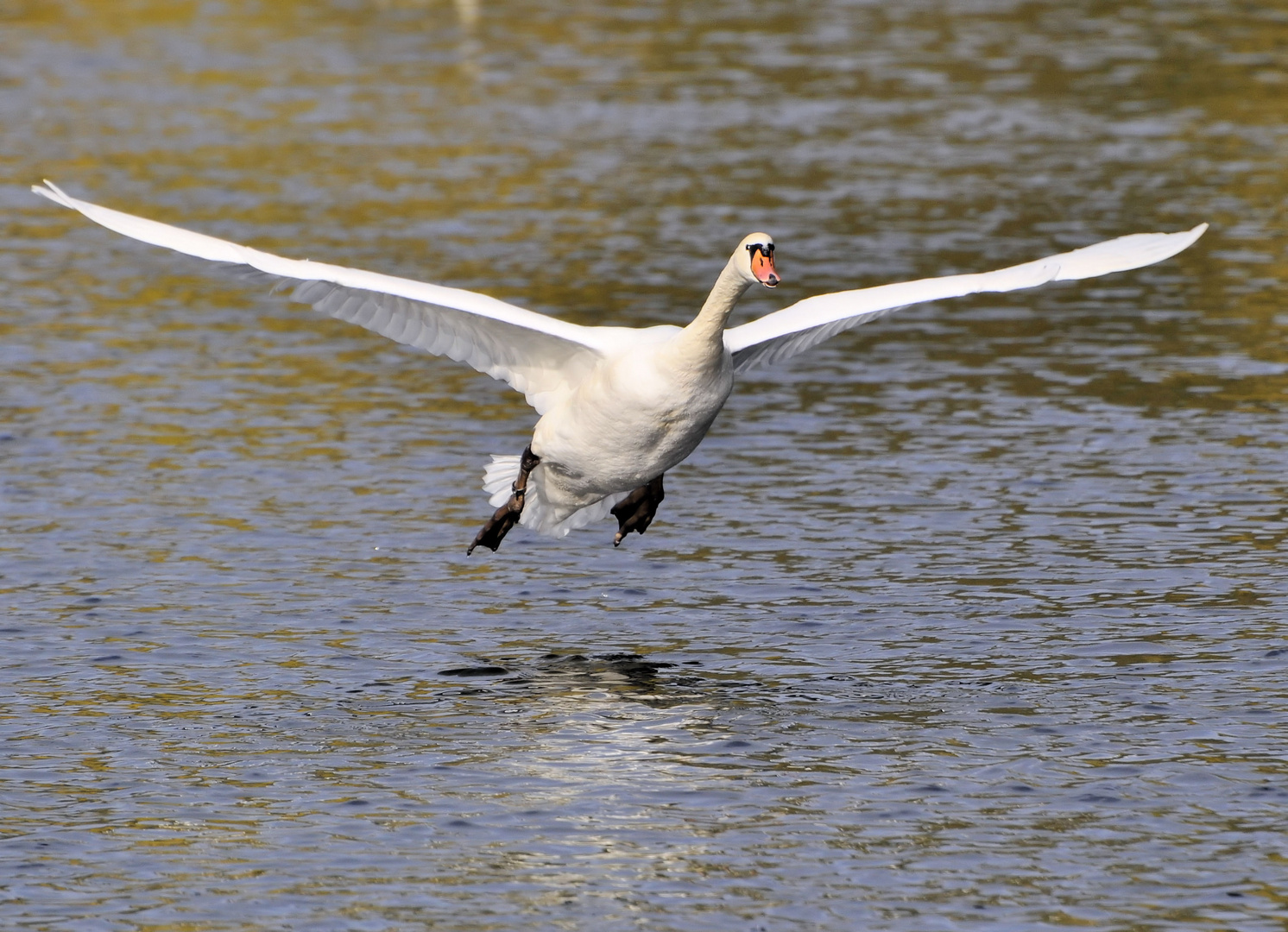 Höckerschwan kurz vor der Landung