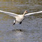 Höckerschwan kurz vor der Landung