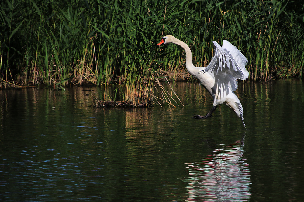 Höckerschwan kurz vor der "Wasserlandung"