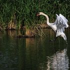 Höckerschwan kurz vor der "Wasserlandung"