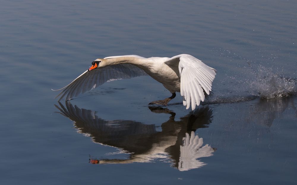 Höckerschwan Landung